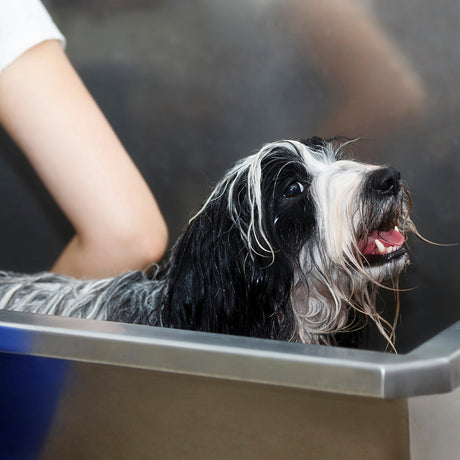 A wet, fluffy black and white dog in a stainless steel grooming tub, with a person’s arm gently washing it, showcasing its playful expression