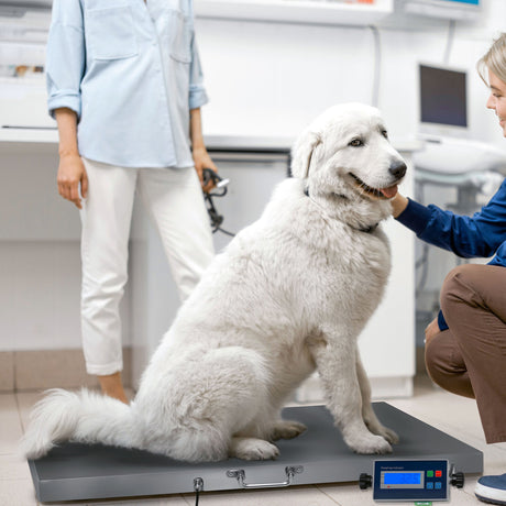 A large white dog sits on a sleek industrial scale in a veterinary clinic, with a digital display showing its weight